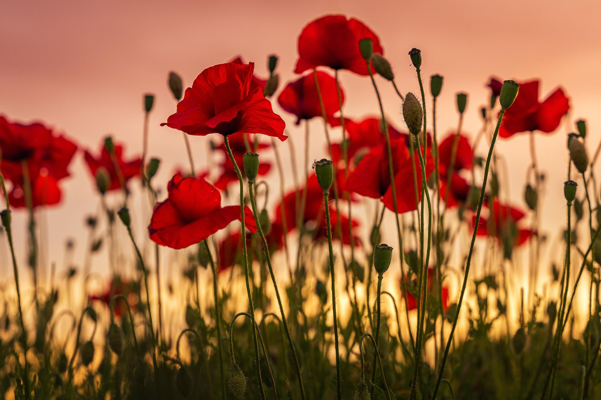 Poppy Field